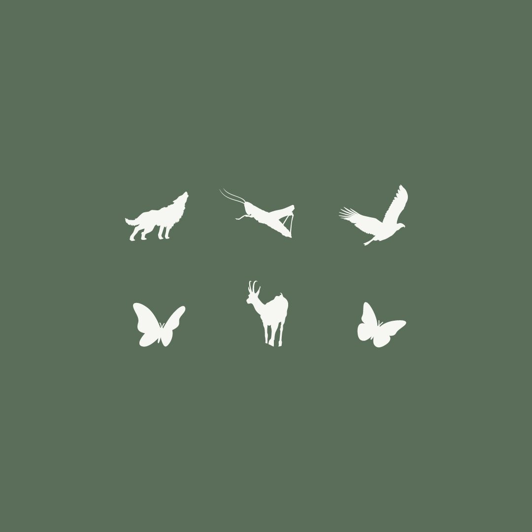 BC Lab_shapes